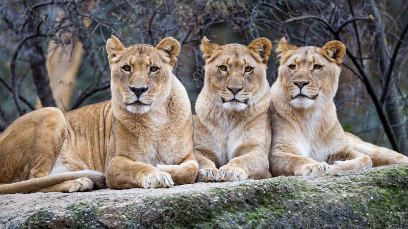 lioness, glance, big cat, predator, 4k