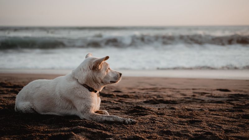 dog, white, beach, sand, sea, 4k