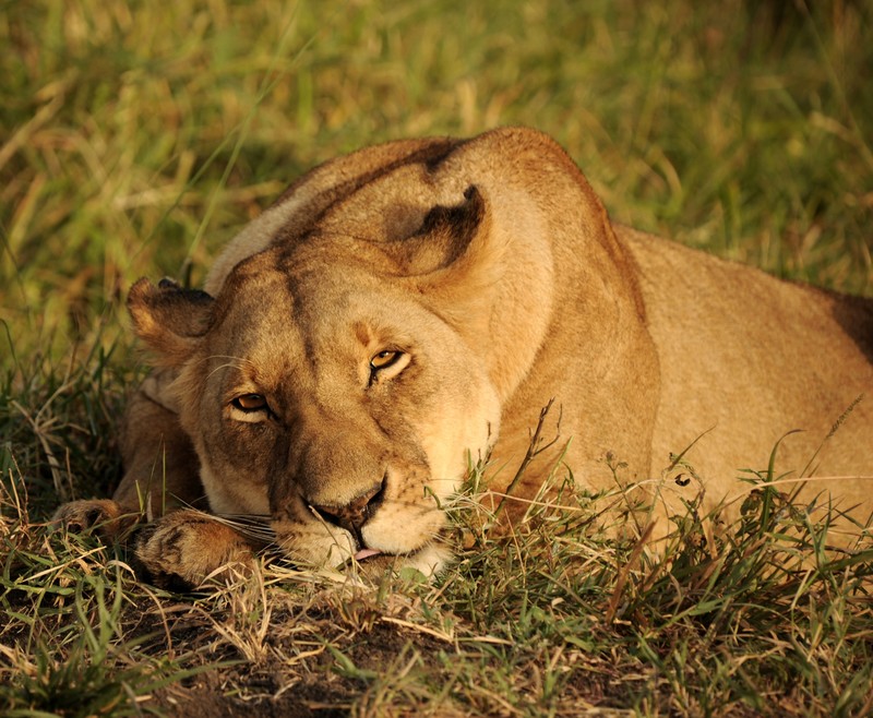 lion, animals, predator, hd, africa, 4k