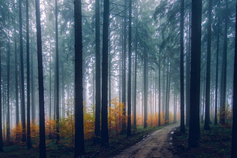 fog, trees, forest, nature, hd