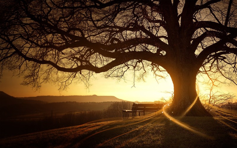 tree, hd, sunset