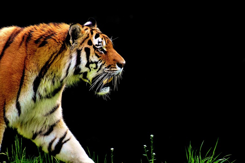 tiger, 4k, 5k, animals, hd, predator