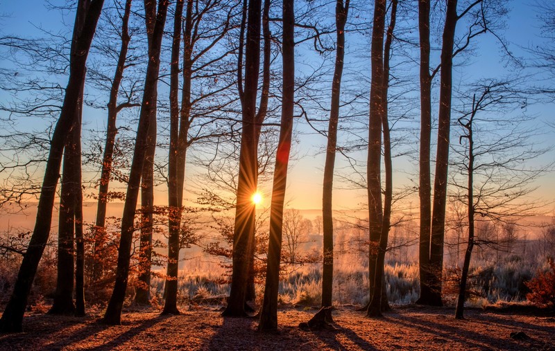 forest, trees, winter, landscape, nature, hd