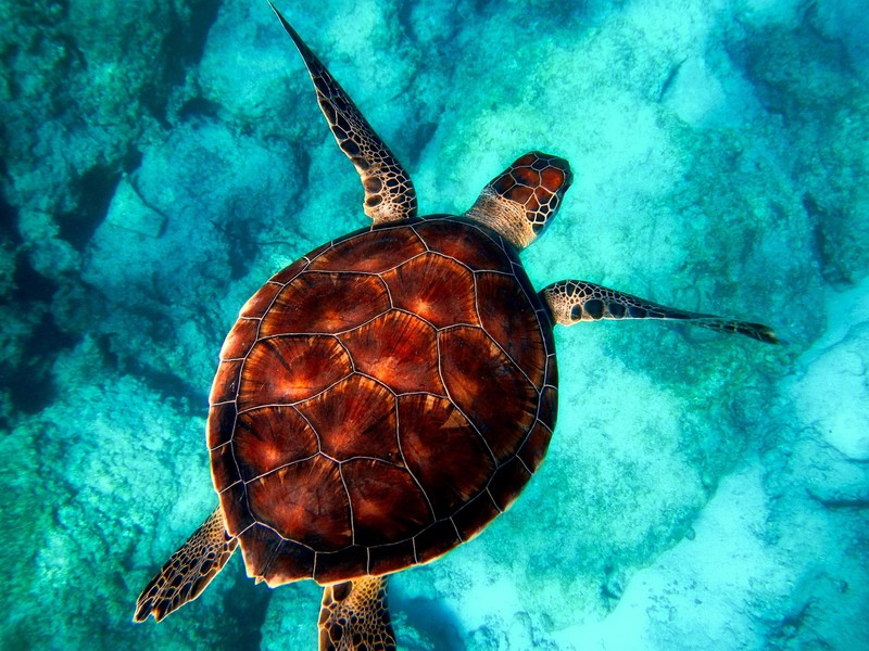 turtle, reptile, animals, hd, underwater, sea