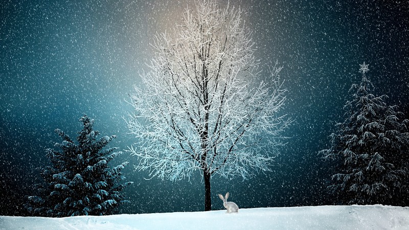 winter, snow, trees, 4k, 5k, hd