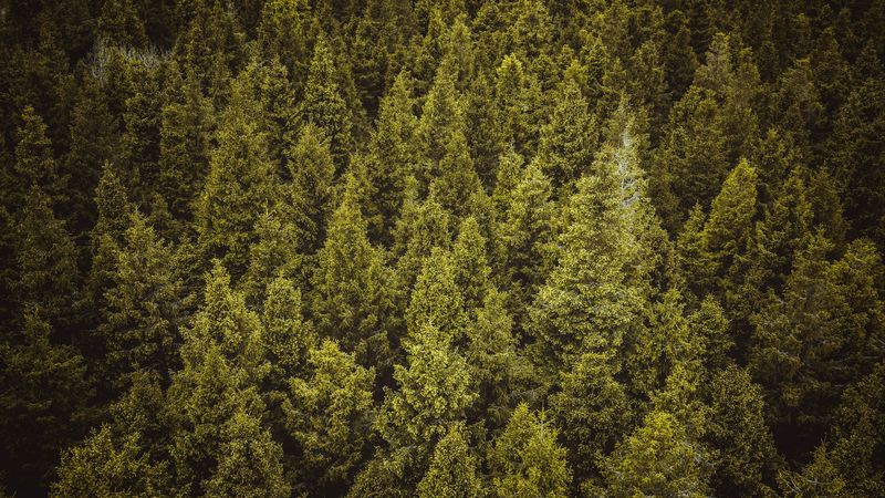 trees, forest, spruce, 4k