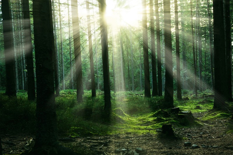 sunbeam, nature, forest, trees, hd