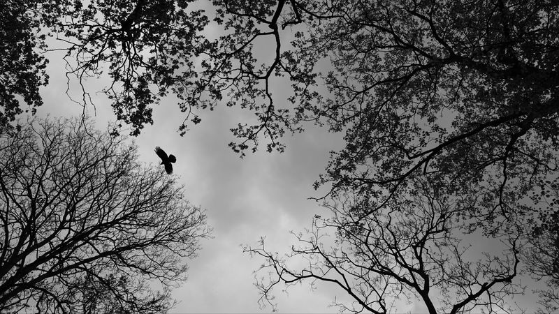 trees, bird, bw, 4k