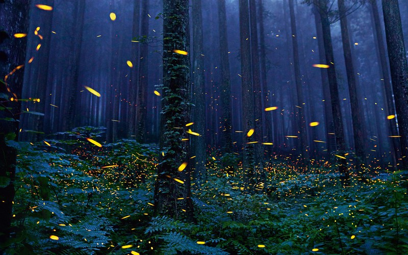 fireflies, forest, 4k, hd, nature