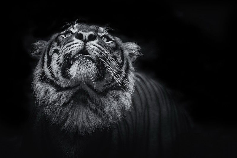 tiger, animals, 4k, 5k, hd, monochrome, black and white
