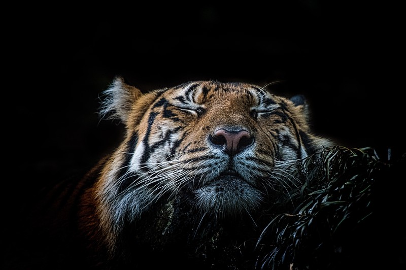 tiger, animals, 4k, 5k, hd, photography, wild