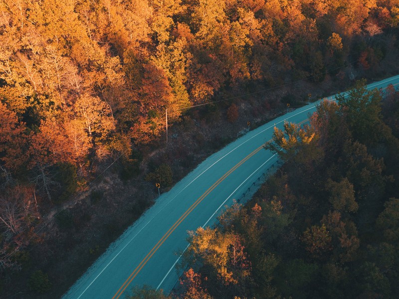 road, trees, nature, fall, hd, 4k, 5k