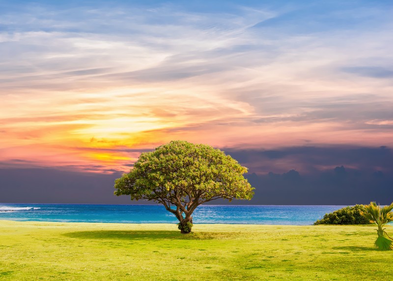 ocean, tree, landscape, nature, hd, 4k, 5k