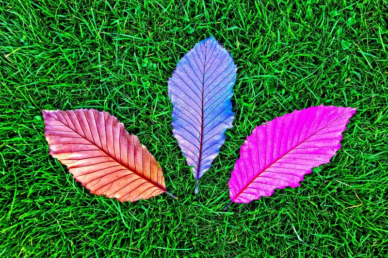leaves, grass, nature, photography, hd, 4k, 5k, colorful