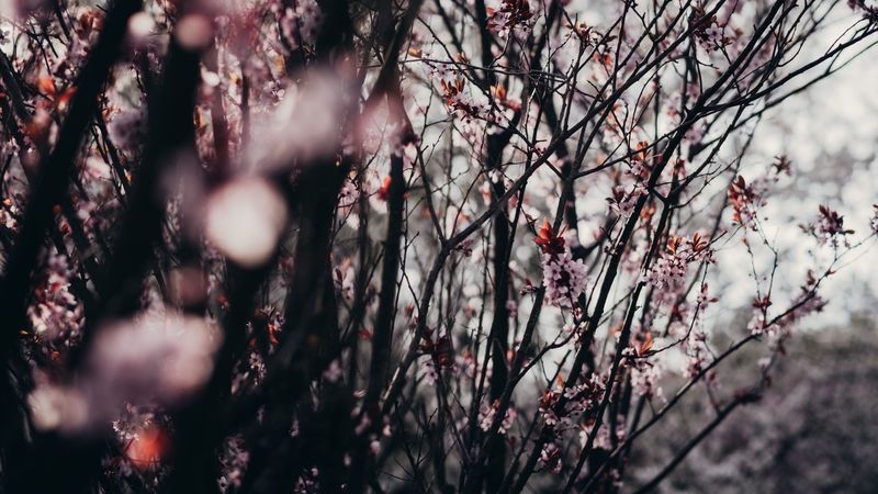sakura, flowers, trees, spring, 4k
