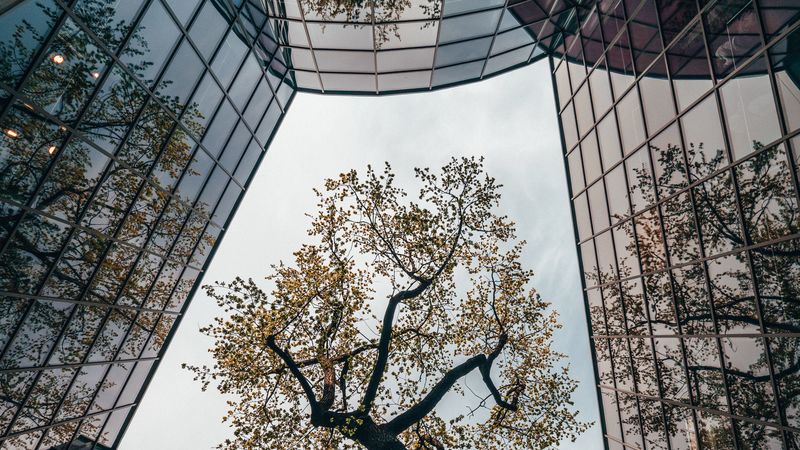 tree, building, reflection, architecture, glass, 4k