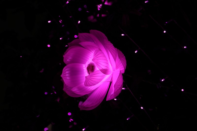 flower, art, artistic, hd, 4k, 5k, creative