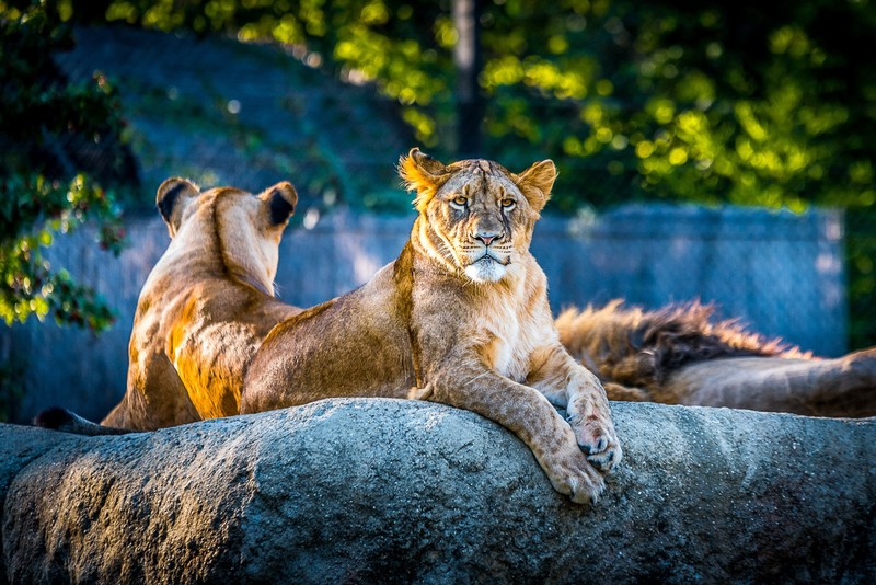 lion, animals, hd, 4k, zoo