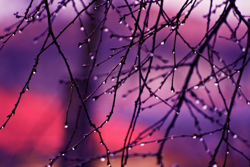 rain, drops, tree, branch, hd, 4k