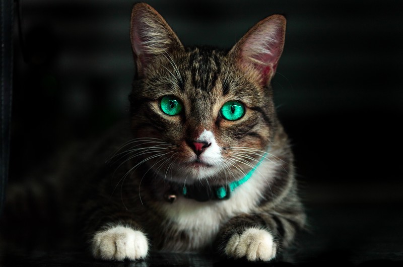 cat, 4k, hd, animals