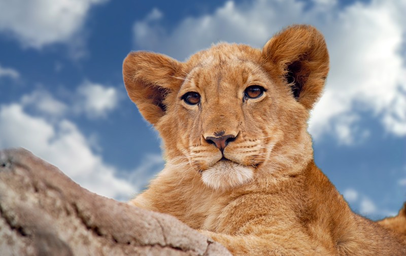 lion, animals, 4k, hd, predator