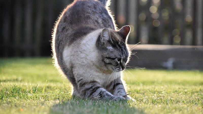 cat, gray, pet, grass, lawn, 4k