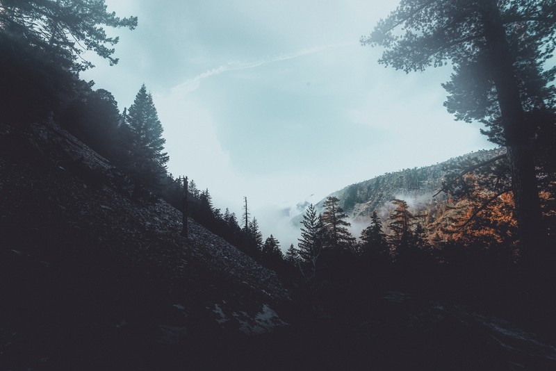 forest, trees, nature, fog, hd, woods, 4k, 5k, mist