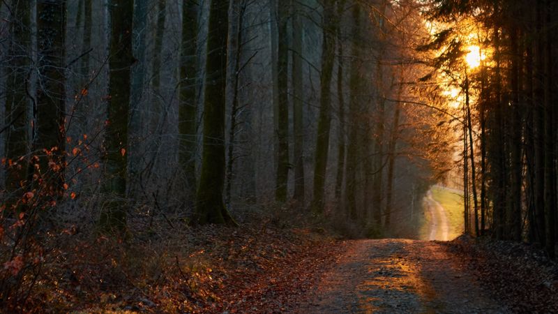 forest, road, sunset, nature, 4k