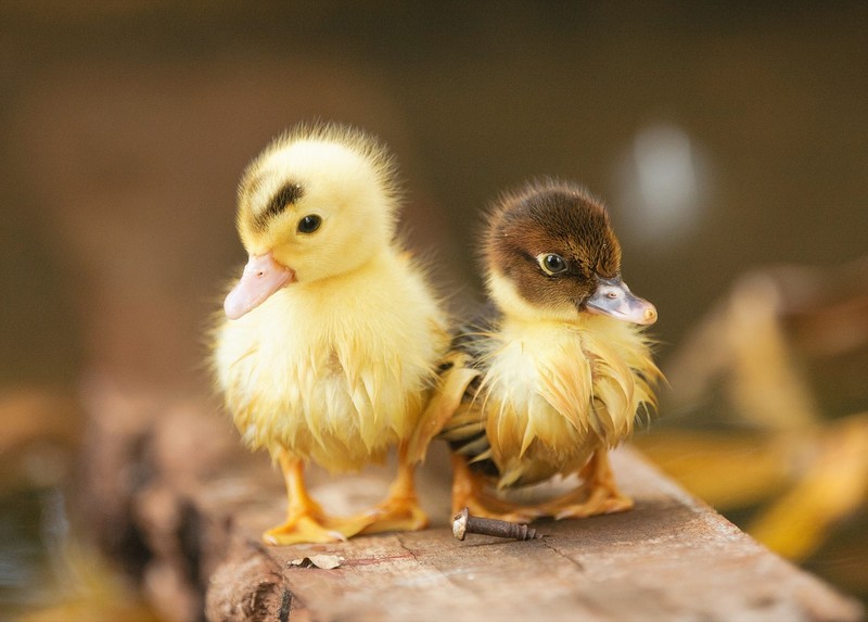 duck, animals, hd, ducklings