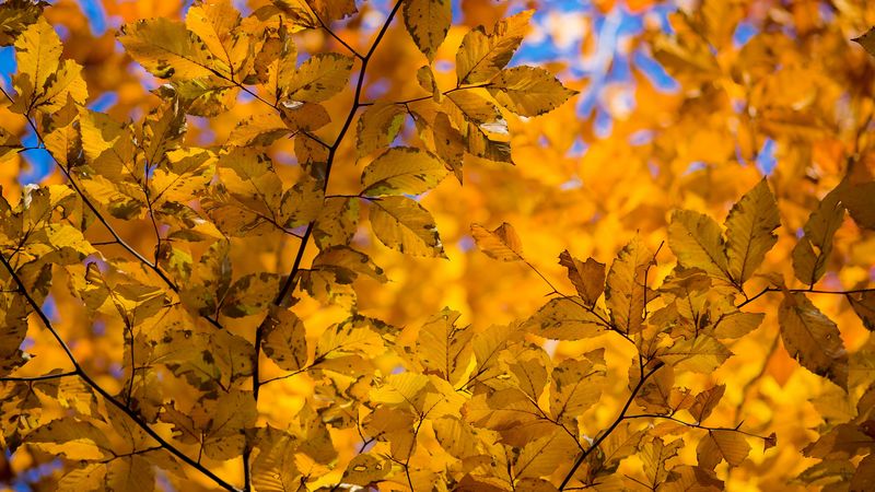 branch, leaves, autumn, yellow, dry, 4k