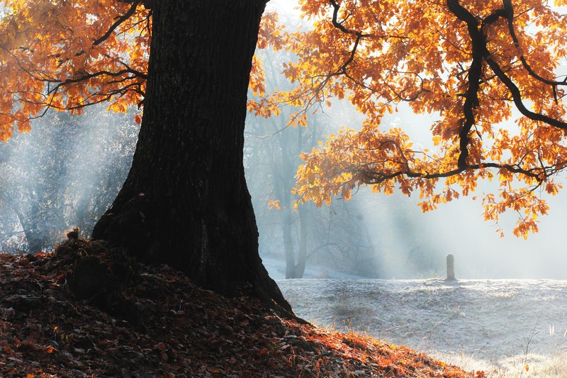 fall, tree, 4k, 5k, hd, trees, sunbeam