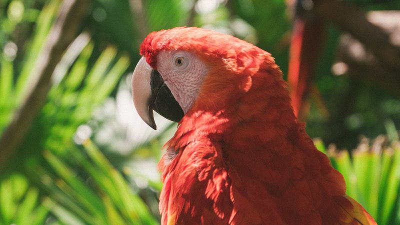 macaw, parrot, colorful, bird, 4k