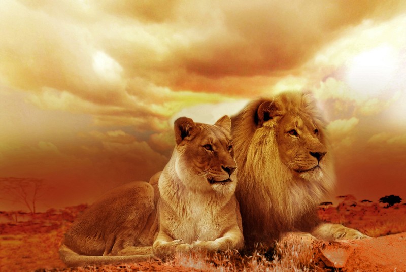 lion, lioness, animals, hd