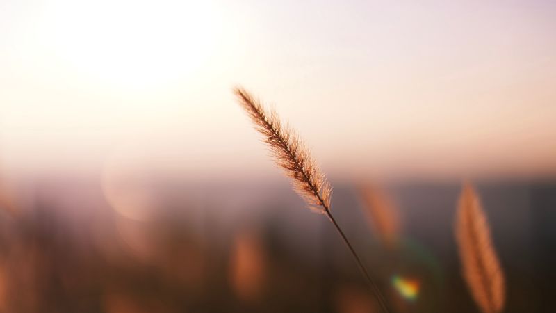 grass, spikelet, macro, plant, 4k