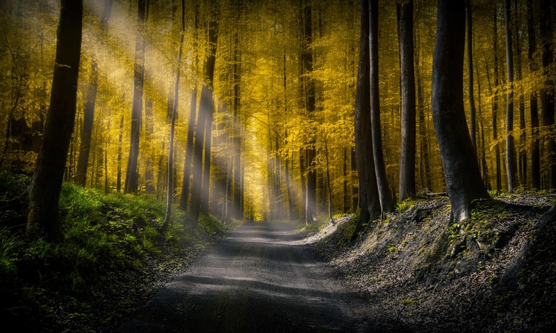 road, forest, nature, light, 4k, 5k, hd, sunbeam