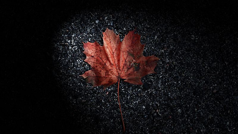 leaf, dry, brown, autumn, 4k