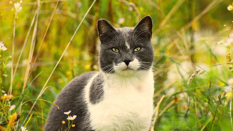 cat, grass, flowers, pet, 4k