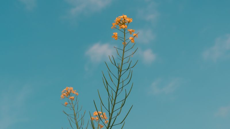 flowers, yellow, plant, summer, 4k