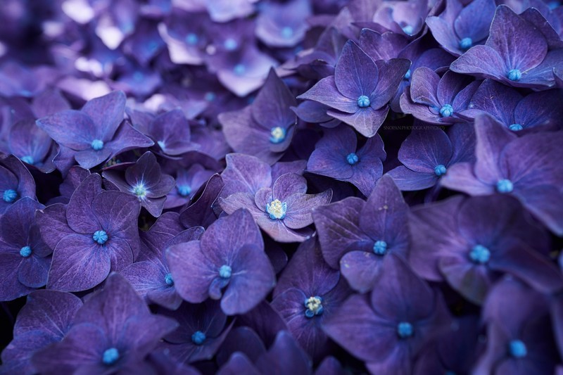 hydrangea, flowers, violet, hd