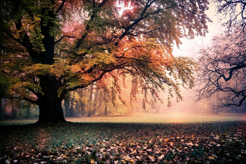 trees, tree, 4k, 5k, hd, nature, fall, leaves