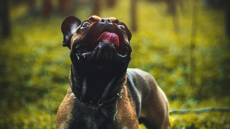 pug, dog, tongue protruding, pet, funny, 4k