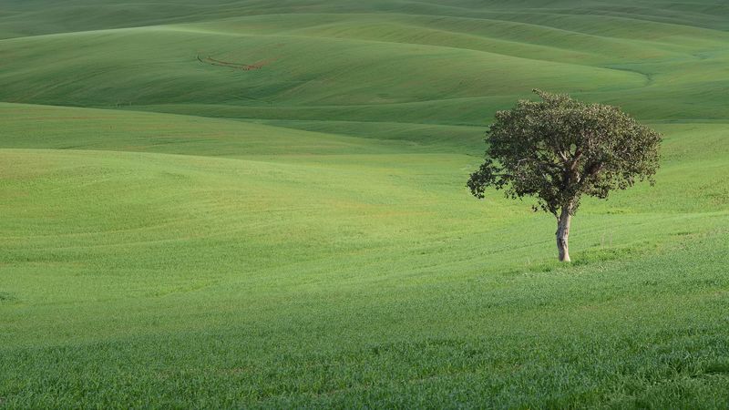 tree, field, hills, grass, landscape, 4k