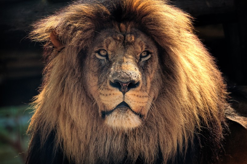lion, animals, 4k, hd