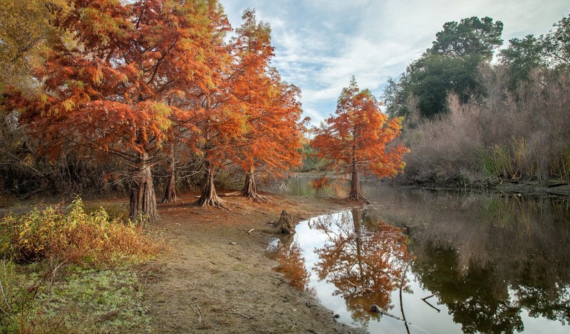 autumn, park, nature, pond, hd, trees