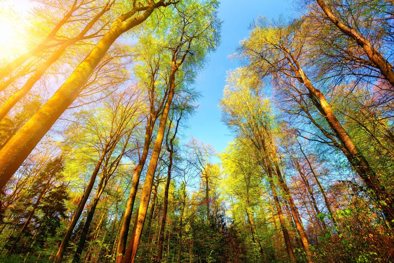forest, trees, 4k, 5k, hd