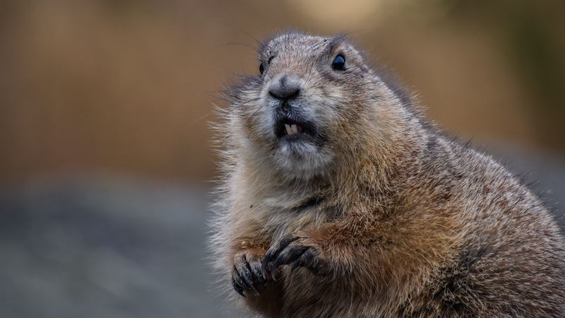beaver, rodent, animal, brown, 4k
