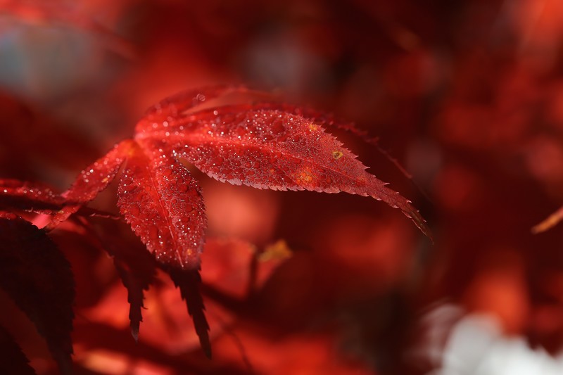nature, leaf, red, macro, 4k, 5k, photography, hd