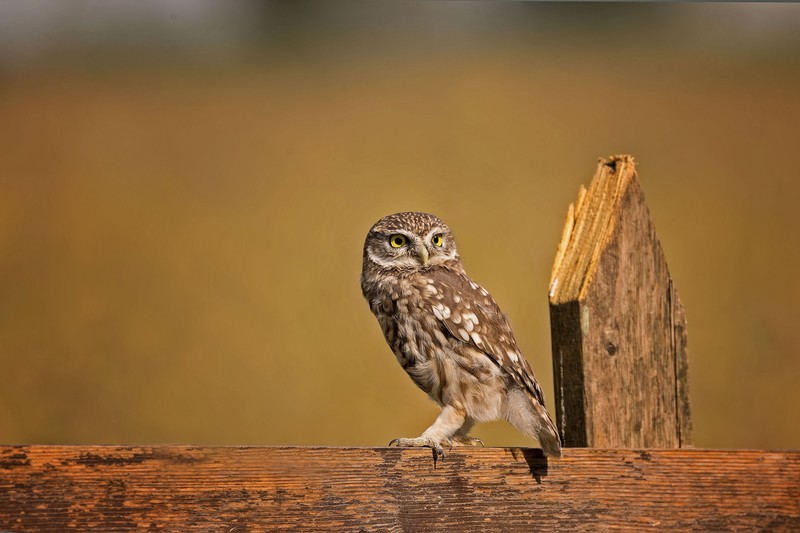 owl, birds, 4k, hd, flickr
