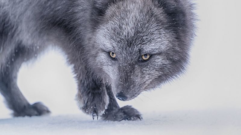 arctic fox, fox, glance, animal, gray, 4k
