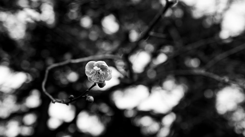 sakura, flower, macro, bw, 4k
